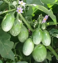 Laden Sie das Bild in den Galerie-Viewer.Fresh Brinjal