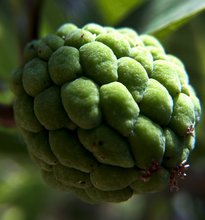 Load image into Gallery viewer, Custed-apple