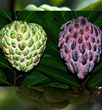 Load image into Gallery viewer, Custed-apple