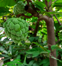 Load image into Gallery viewer, Custed-apple