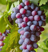 Load image into Gallery viewer, Graps