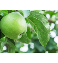 Laden Sie das Bild in den Galerie-Viewer.Apple