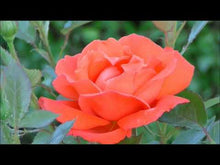 Load and play video in Gallery viewer, Artificial Flowers PU Calla Lily Flores Bouquets Wedding