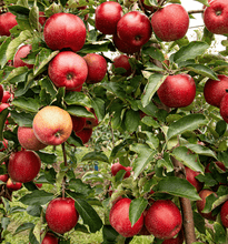 Laden Sie das Bild in den Galerie-Viewer.Apple