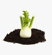 Load image into Gallery viewer, Fennel
