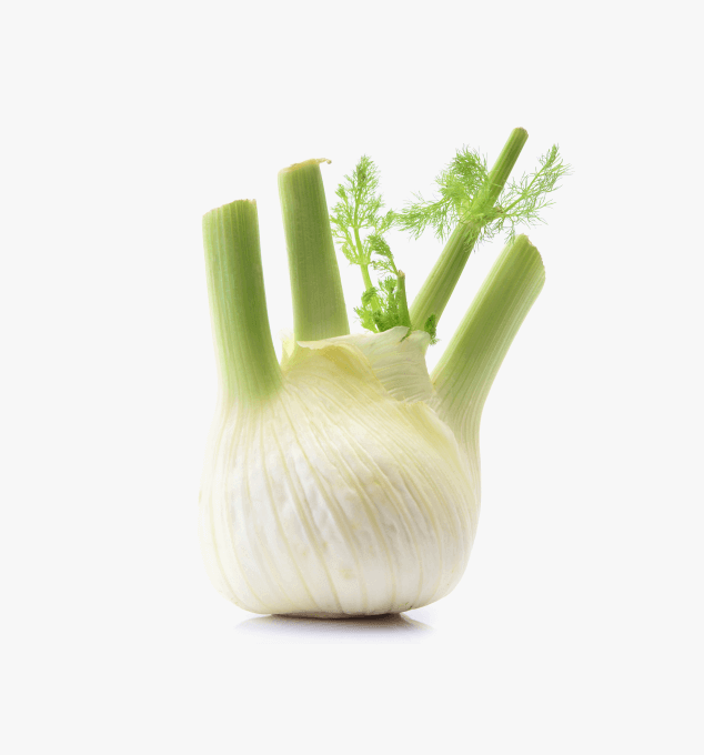 Fennel