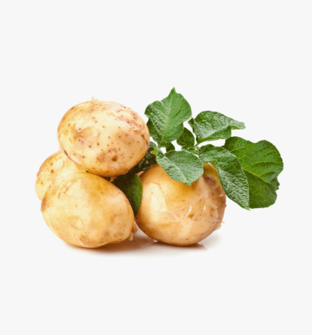 Potato