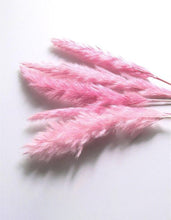 Load image into Gallery viewer, 15pcs Natural Dried Small Pampas Grass white pink color
