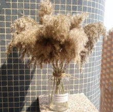 Load image into Gallery viewer, Free Shipping Dried Pampas Grass Decor Wedding Flower
